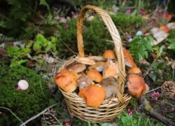Pinti krepšiai su įvairiais grybais samanotame miško pakraštyje