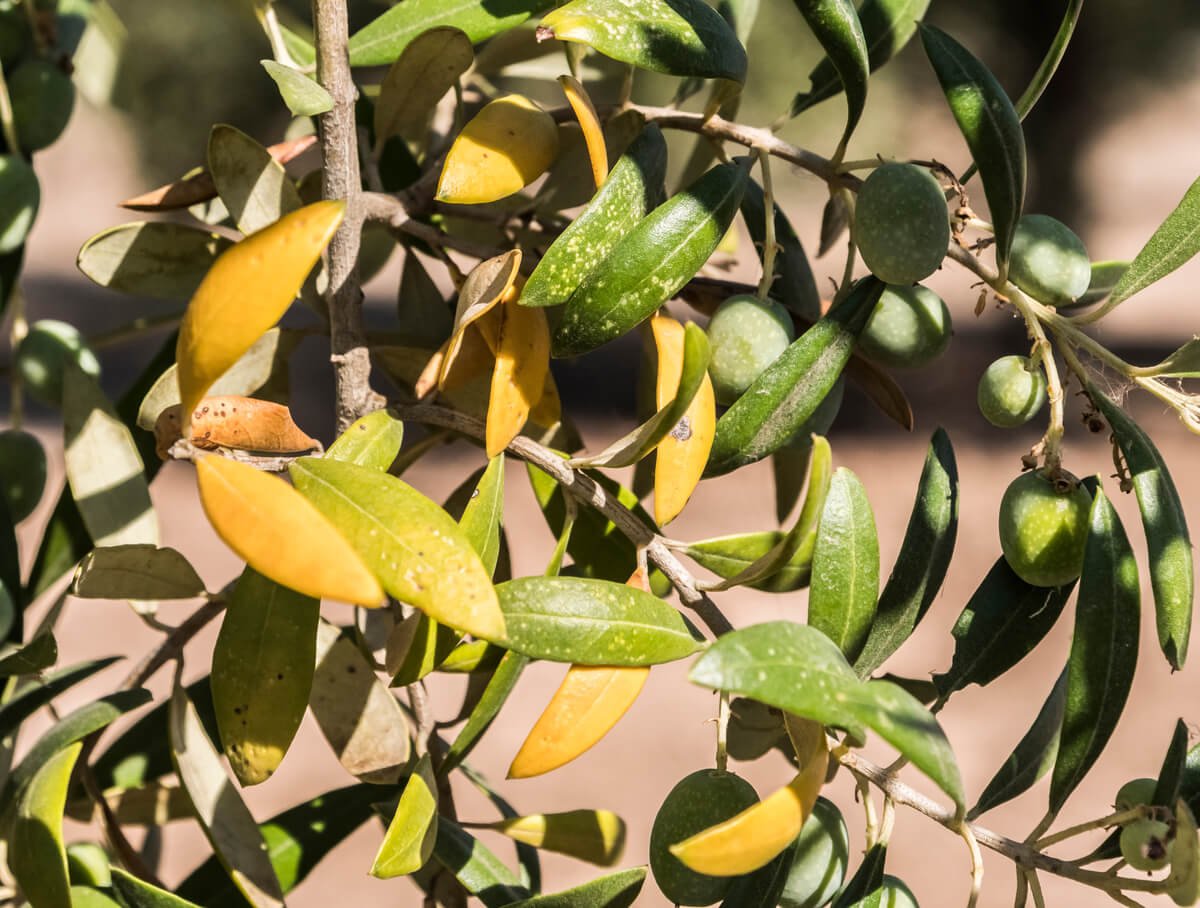Xylella fastidiosa bakterija augaluose pažeisto alyvmedžio lapai