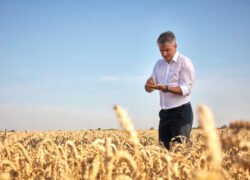 Vyras kviečių lauke žiūri į rankose laikomą išmanųjį telefoną