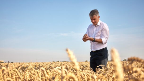 Vyras kviečių lauke žiūri į rankose laikomą išmanųjį telefoną