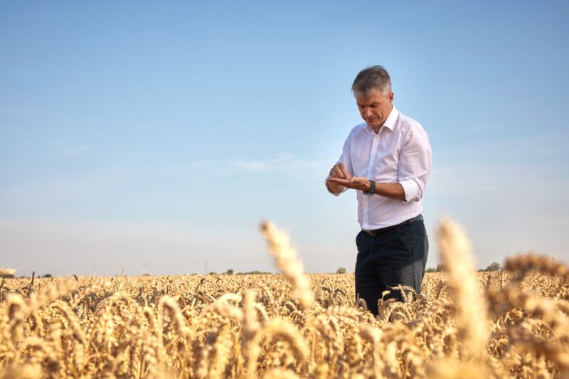Vyras kviečių lauke žiūri į rankose laikomą išmanųjį telefoną