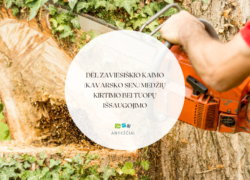 Grandininis pjūklas pjauna medžio kamieną tarp gebenėmis apaugusios aplinkos