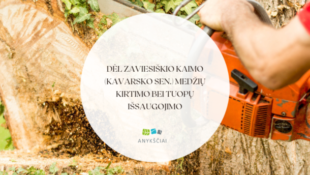 Grandininis pjūklas pjauna medžio kamieną tarp gebenėmis apaugusios aplinkos